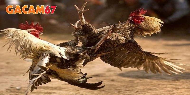 Các trận đá gà trực tiếp hay tại bồ tòn hon được đưa lên trang