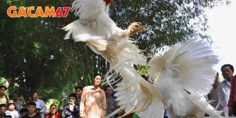 Truy cập trang để xem trực tiếp với tư cách hội viên