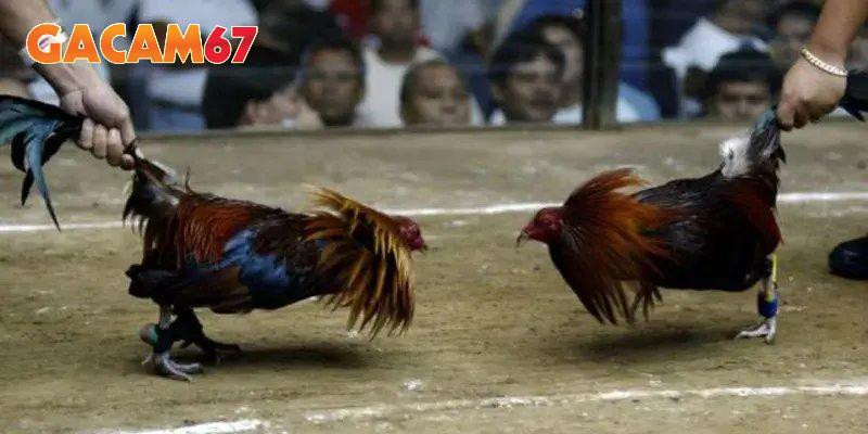 Các bồ gà đình đám có mặt tại sân cược