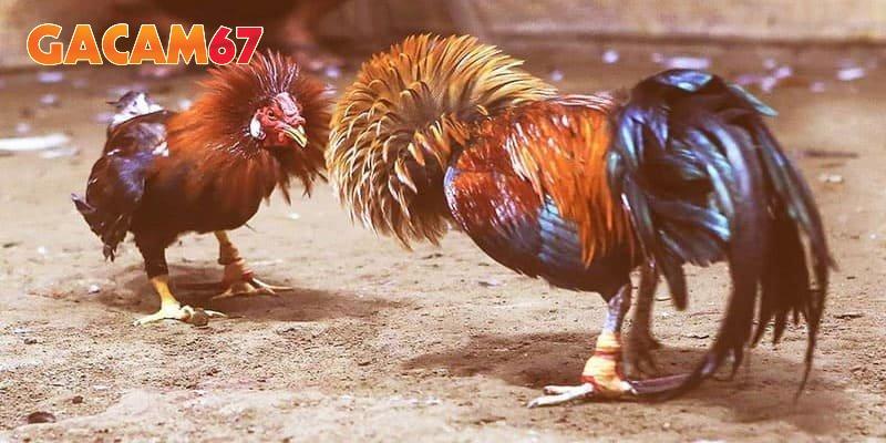 Trang luôn đảm bảo dữ liệu người chơi theo đúng tiêu chuẩn